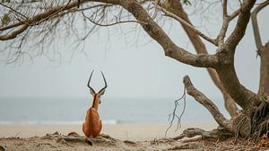 Antilope im Einklang mit dem Meer