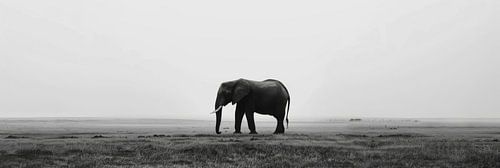 Silhouet van olifant in zwart-wit