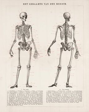 Anatomie. Le squelette de l'homme sur Studio Wunderkammer