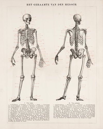 Anatomie. Das Skelett des Menschen