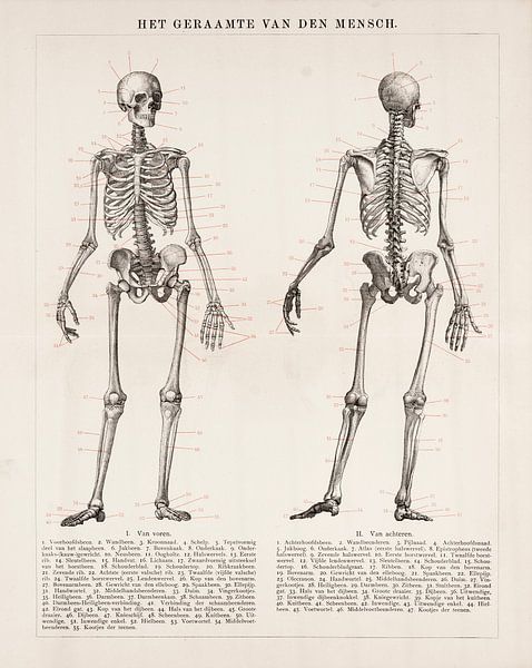 Nacnic Kop tot teen Affiches. Medische Vintage Stijl Illustraties van Anatomie, Lichaamsdelen, Botten en spieren. Illustraties voor