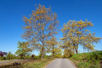 Landschap met weg en bomen in de buurt van Kuchelmiß van Rico Ködder