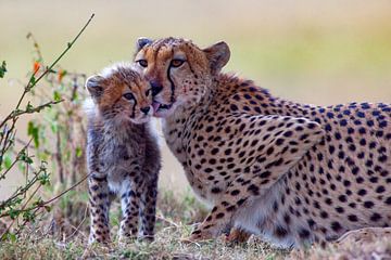 zorgzame Gleparden moeder van Peter Michel