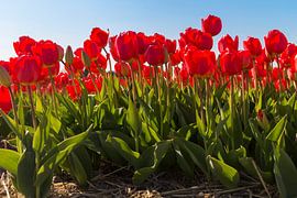 Red tulips by Maria Nevels