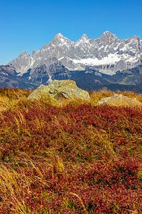 Rote Schwarzbeerblätter und der Hohe Dachstein