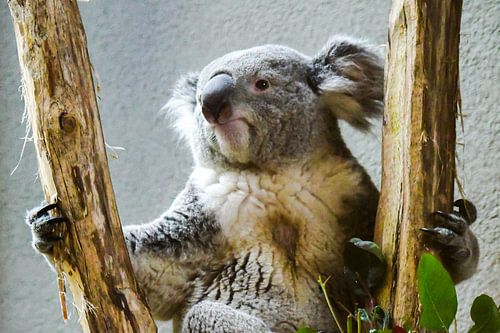 Ours Koala