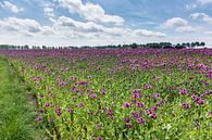 Een veld met paarse papaverbloemen van Arie Storm thumbnail