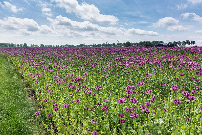 Een veld met paarse papaverbloemen van Arie Storm