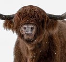Schotse Hooglander in een sneeuwbui van Marjolein van Middelkoop thumbnail
