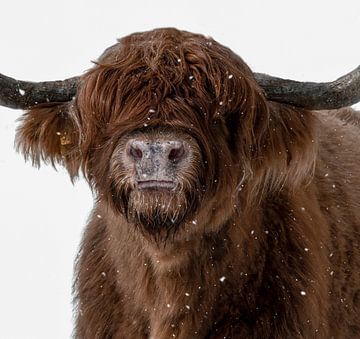Schotse Hooglander in een sneeuwbui van Marjolein van Middelkoop