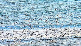 Seagulls flying over the North Sea by Werner Lehmann