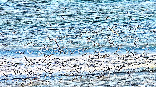 Seagulls flying over the North Sea