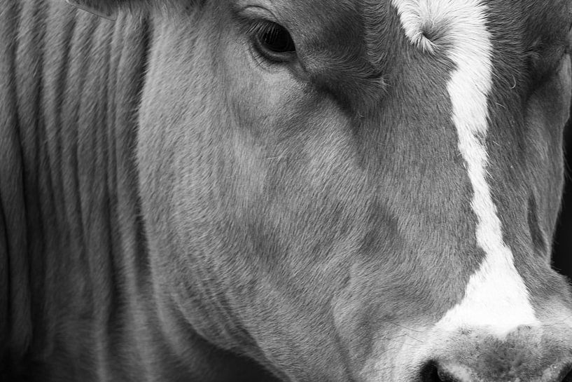 Close up Cow black and white by Miranda Vleerlaag