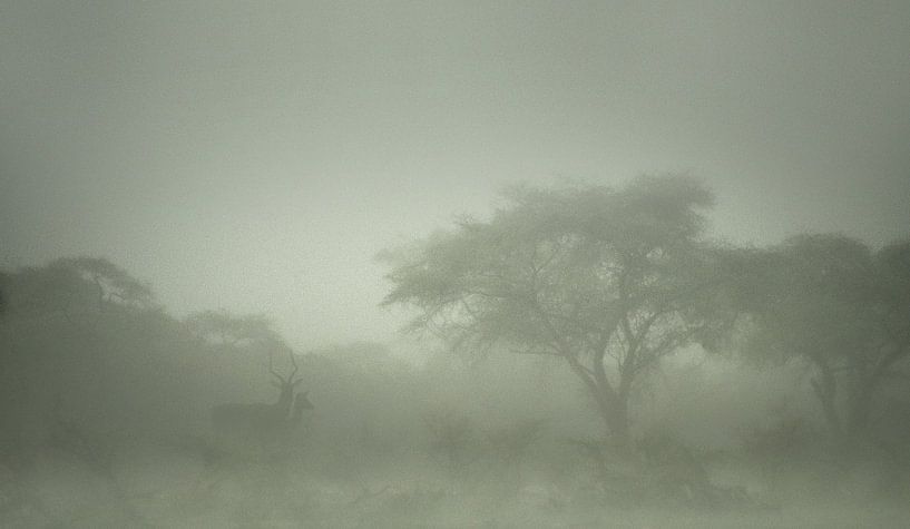 520 Kenya Meru - Scan From Analog Film by Adrien Hendrickx