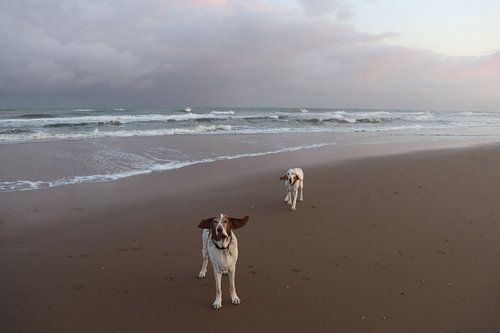 Klappernde Ohren in der Morgendämmerung