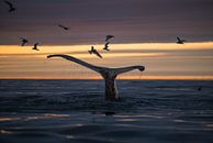 Een walvis duikt onder terwijl de Midzomernachtzon de hemel warm kleurt van Koen Hoekemeijer thumbnail