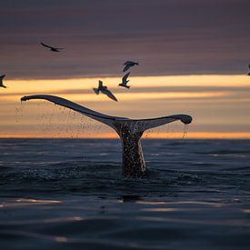 Een walvis duikt onder terwijl de Midzomernachtzon de hemel warm kleurt