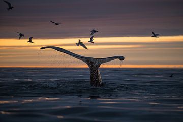 Een walvis duikt onder terwijl de Midzomernachtzon de hemel warm kleurt