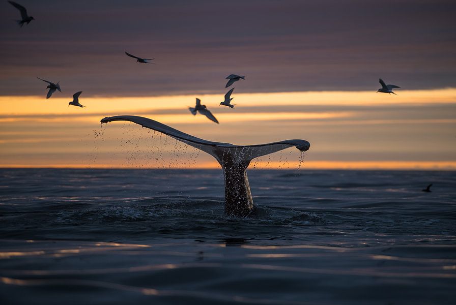 Een Walvis Duikt Onder Terwijl De Midzomernachtzon De Hemel Warm Kleurt