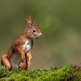 Rotes Eichhörnchen von Martin van der Kruijk