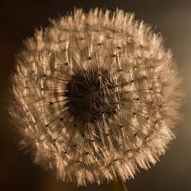 A square dandelion in warm brown tones