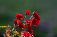 rode roosjes van Tania Perneel thumbnail