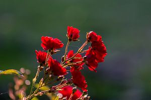 rote Rosen