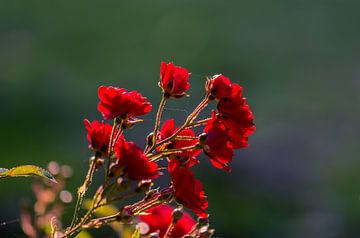 roses rouges sur Tania Perneel