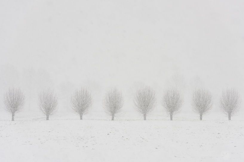 Weiden im Schnee an Langbroek von Daan Kloeg