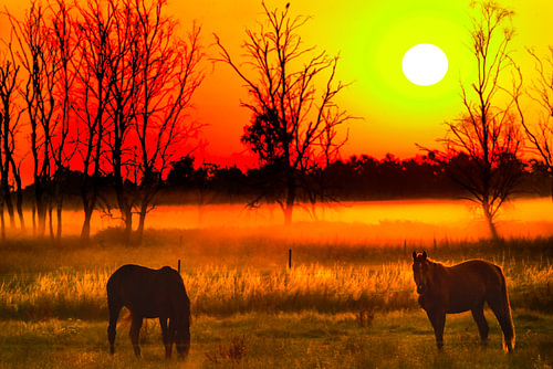 Zonsopkomst met paarden