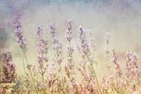 Lavendel