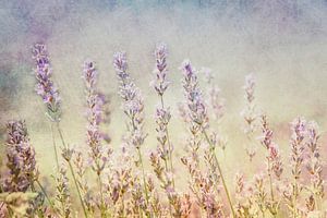 Lavender sur Claudia Moeckel