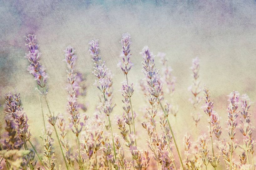 Lavendel par Claudia Moeckel