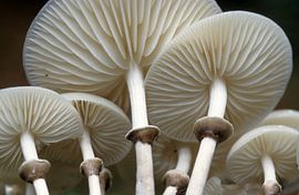 Porcelain fungus by Paul van Gaalen, natuurfotograaf