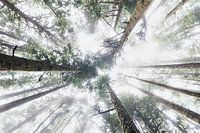 Tree tops in the fog