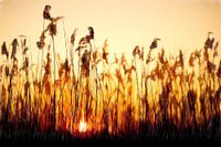 Reeds at sunset