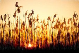 Schilf bei Sonnenuntergang