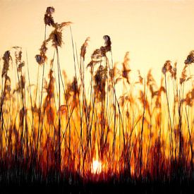 Riet bij ondergaande zon van Rene van Heerdt