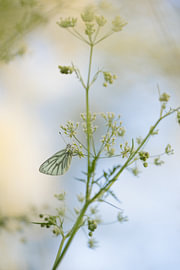 Le petit blanc (Pieris napi) accroché à une corydale sur Moetwil en van Dijk - Fotografie landschappen - natuur