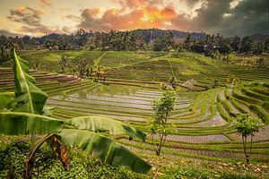 Grüne frische Reisterrassen auf Bali, Indonesien