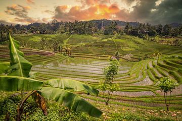 Frisgroene rijstterrassen op Bali, Indonesië van Fotos by Jan Wehnert