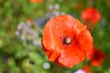 Roter Mohn