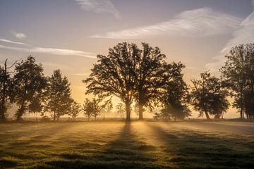 Magische ochtend van mavafotografie