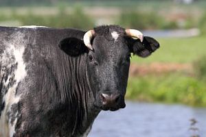 Koe met horen in het weiland