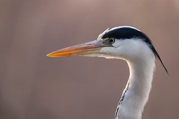 Blauwe reiger van Marjan Slaats