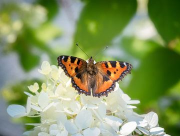 Kleine vos vlinder van ManfredFotos