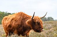 Portret van een Schotse Hooglanders in het natuurgebied van de Veluwe van Sjoerd van der Wal Fotografie thumbnail