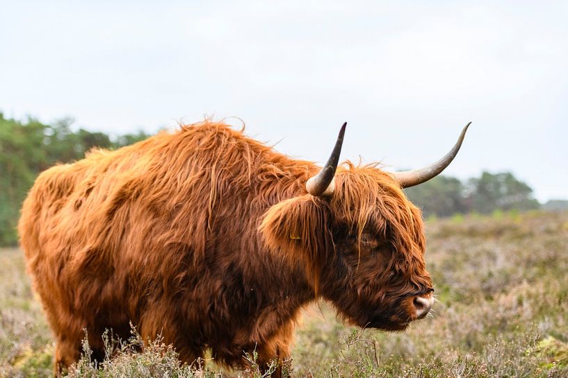 Portret van een Schotse Hooglanders in het natuurgebied van de Veluwe van Sjoerd van der Wal Fotografie