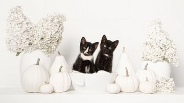 Schwarze und weiße Kätzchen von Elles Rijsdijk