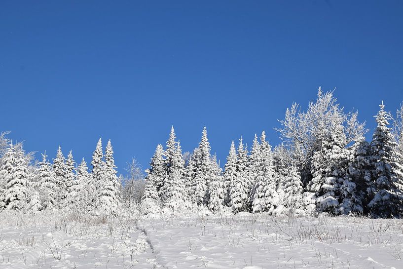 A snowy forest after the storm by Claude Laprise